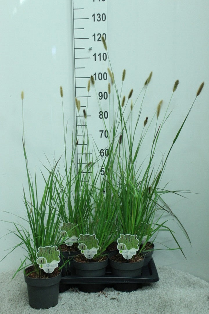 Pennisetum mass. Red Bunny Tails 100cm 17cm Pot