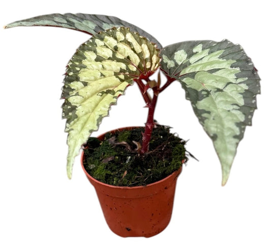 Begonia Cottage Bright Red 12cm 8cm Pot
