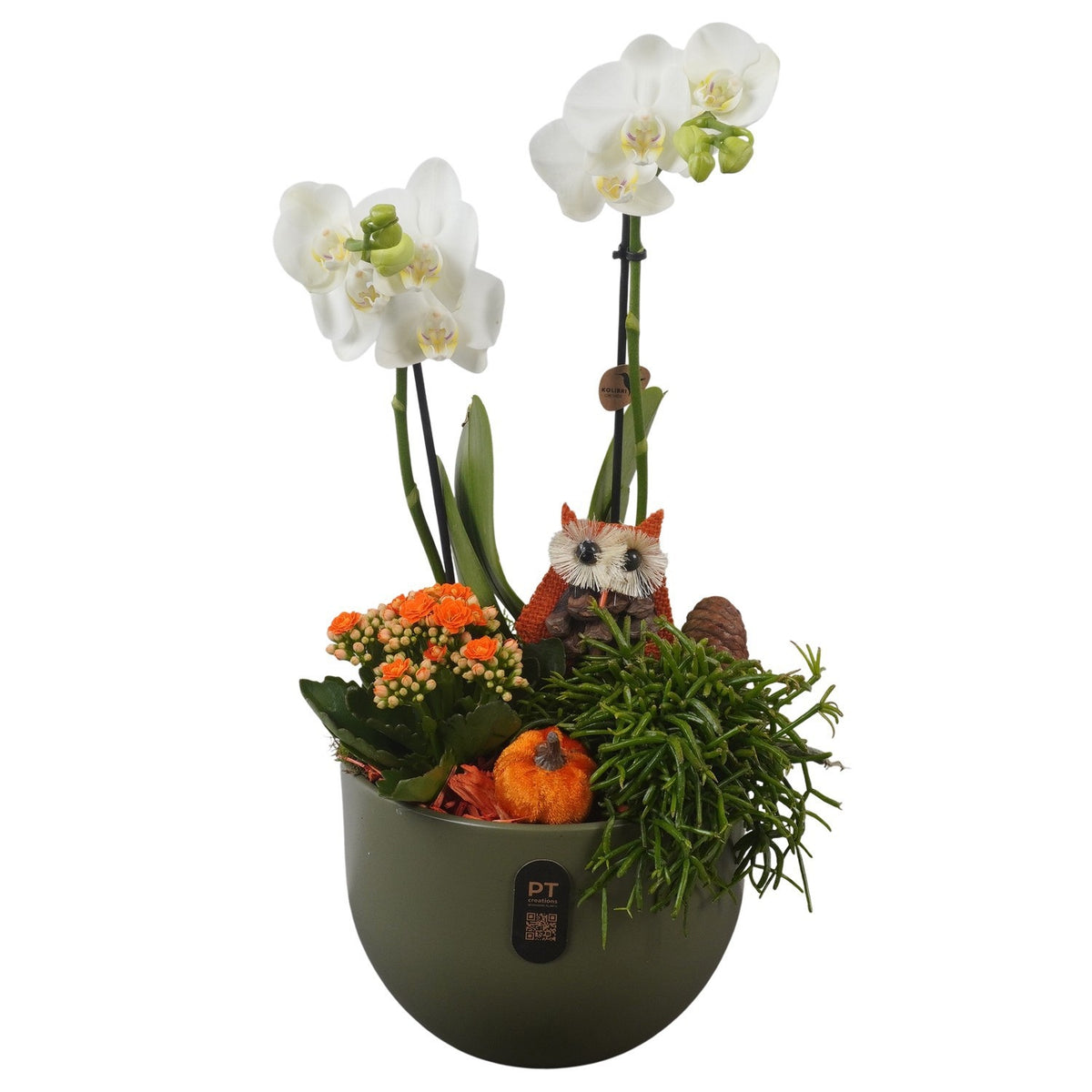 Indoor arrangement 49cm 19cm Pot