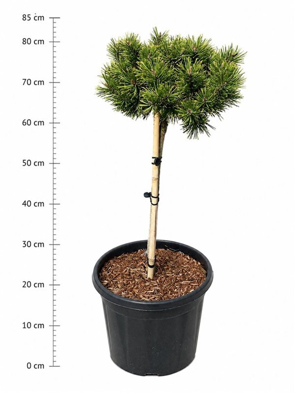 Pinus mugo Carstens Wintergold 100cm 32cm Pot