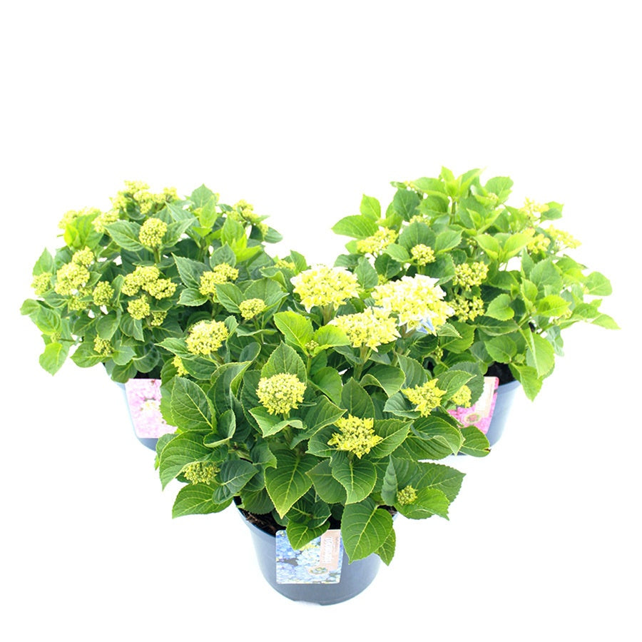 Hydrangea macrophylla mix 45cm 23cm Pot