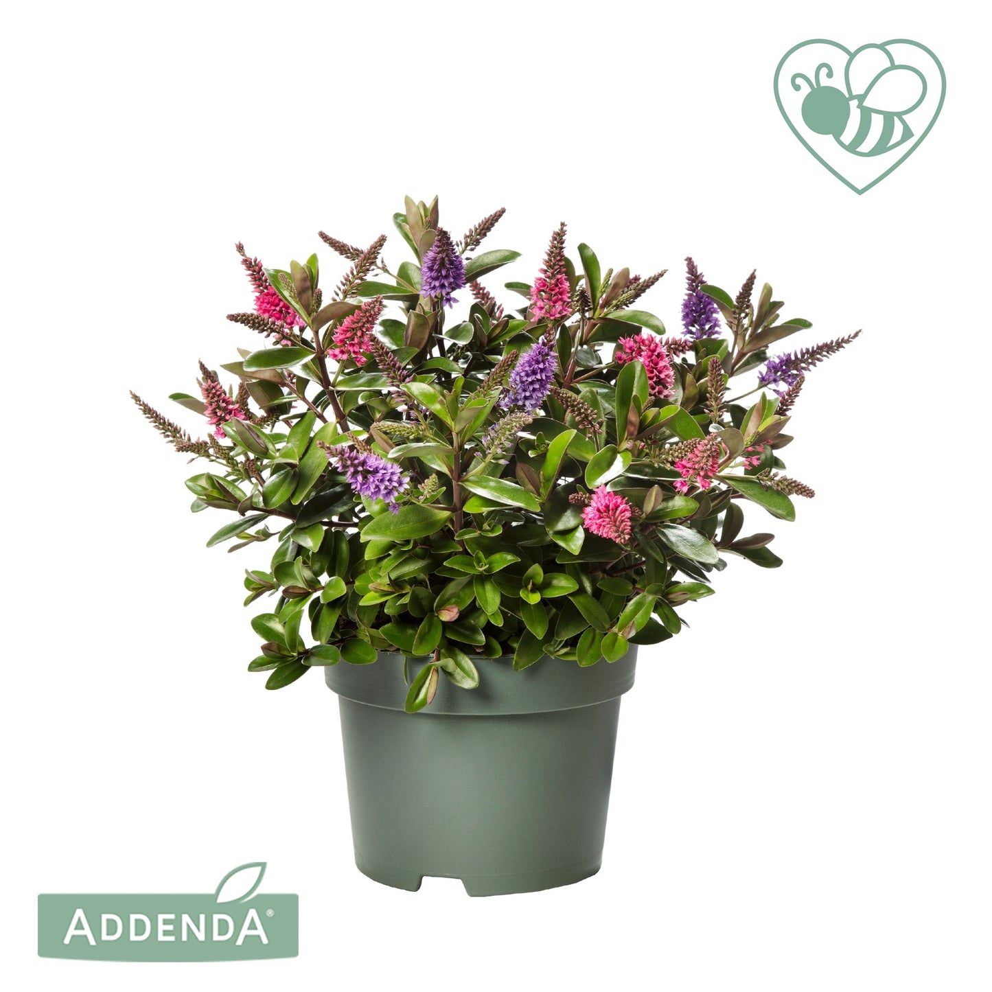 Hebe Addenda mix 39cm 17cm Pot