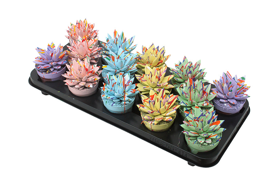 Echeveria colored Splash pastel mix 11cm Special Pot (508)