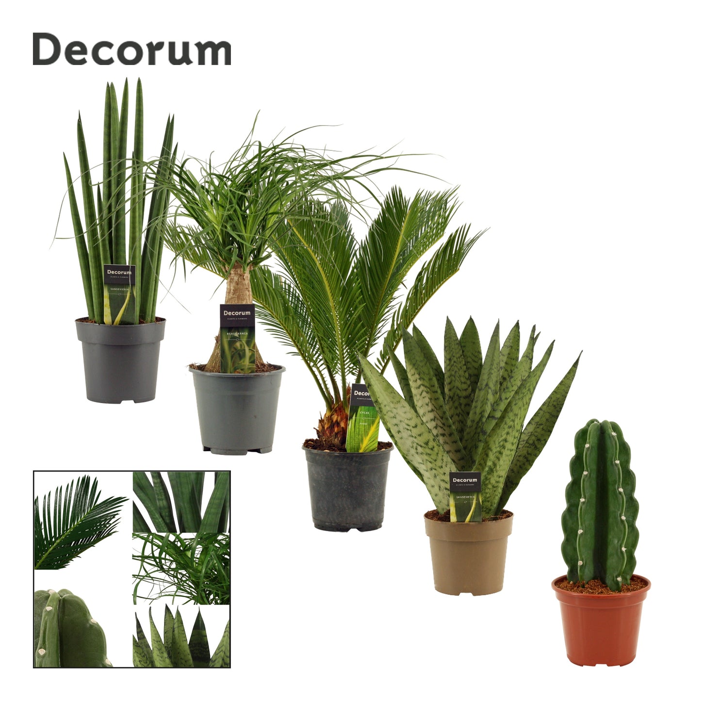 Foliage houseplants mix 45cm 14cm Pot