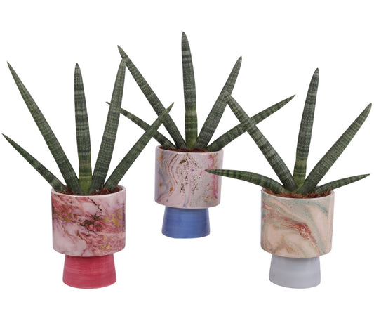 Sansevieria cyl. Handshake 45cm 14cm Pot