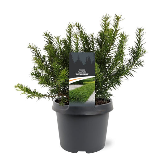 Taxus Repandens 30cm 19cm Pot