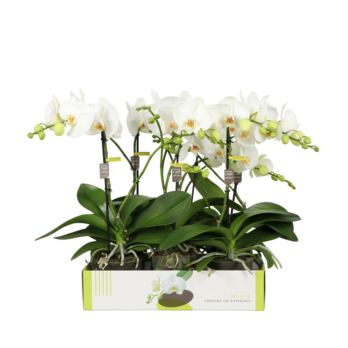 Phalaenopsis white 50cm 12cm Pot