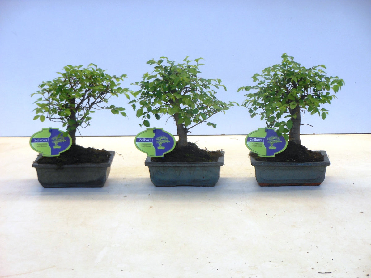 Zelkova sp. Bonsai 25cm 15cm Pot