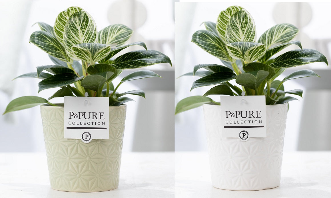 Philodendron scandens 35cm 12cm Pot