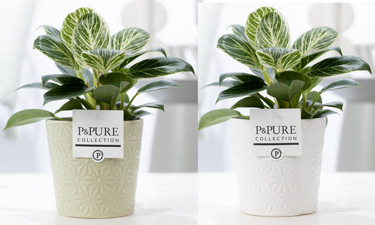 Philodendron scandens 35cm 12cm Pot