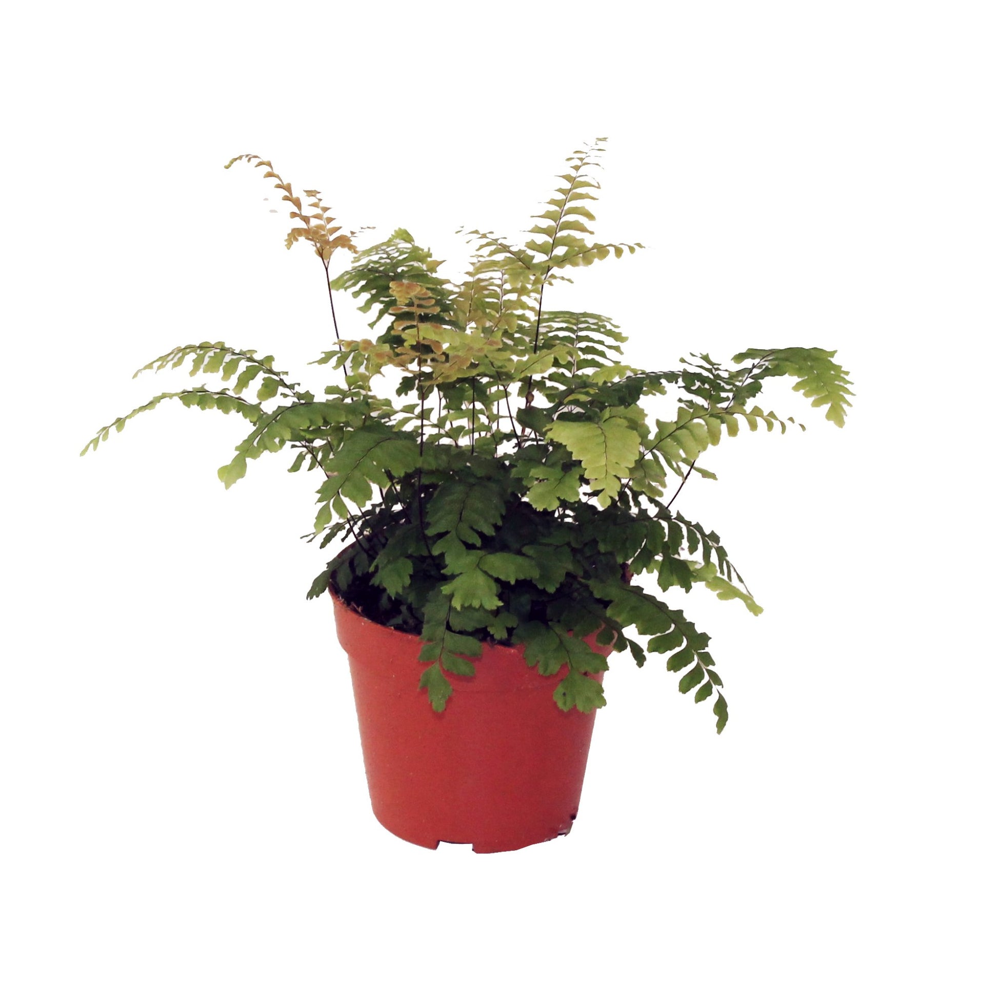 Adiantum Bronze Venus 30cm 12cm Pot