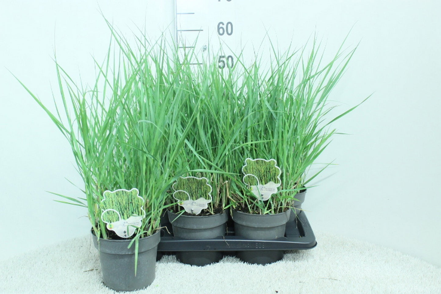 Panicum virgatum 55cm 17cm Pot
