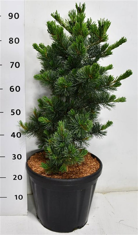 Pinus par. Negishi 90cm 32cm Pot