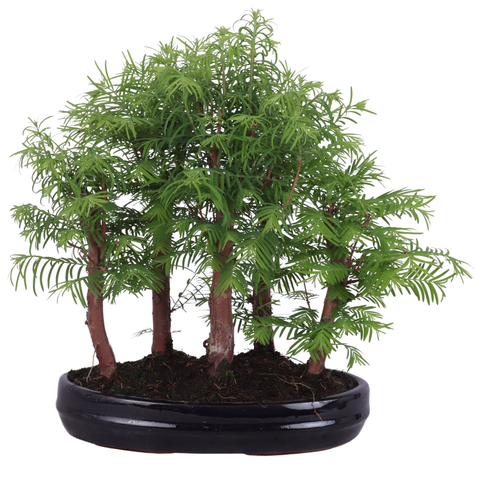 Bonsai Metasequoia Forest 35cm 25cm Pot