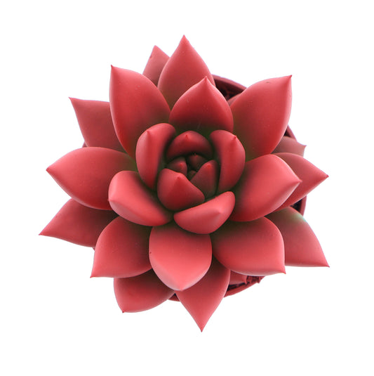 Euro Cactus Holland Bv Rainbow bright red Pack of 20