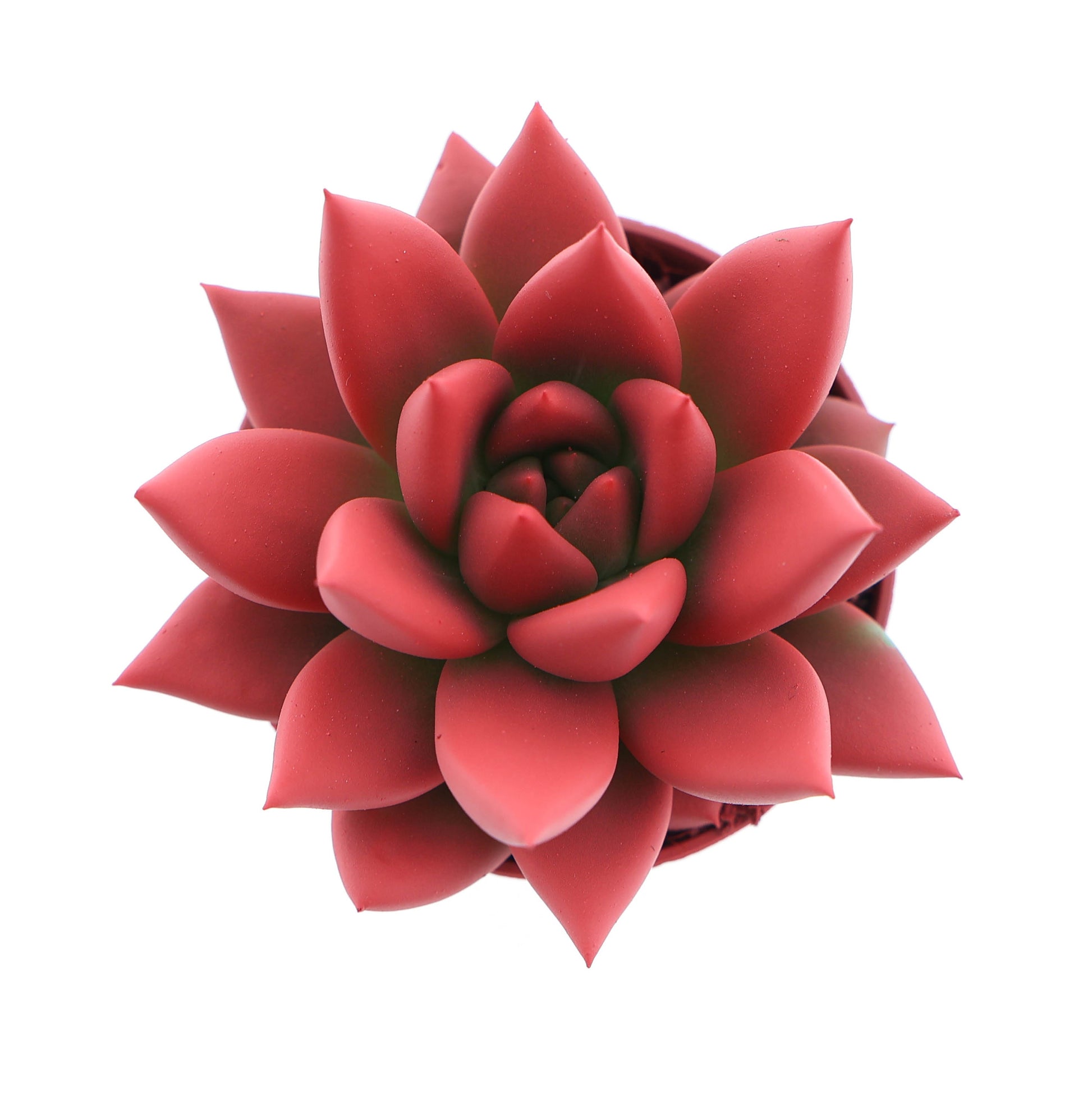 Rainbow bright red 8cm 5.5cm Pot