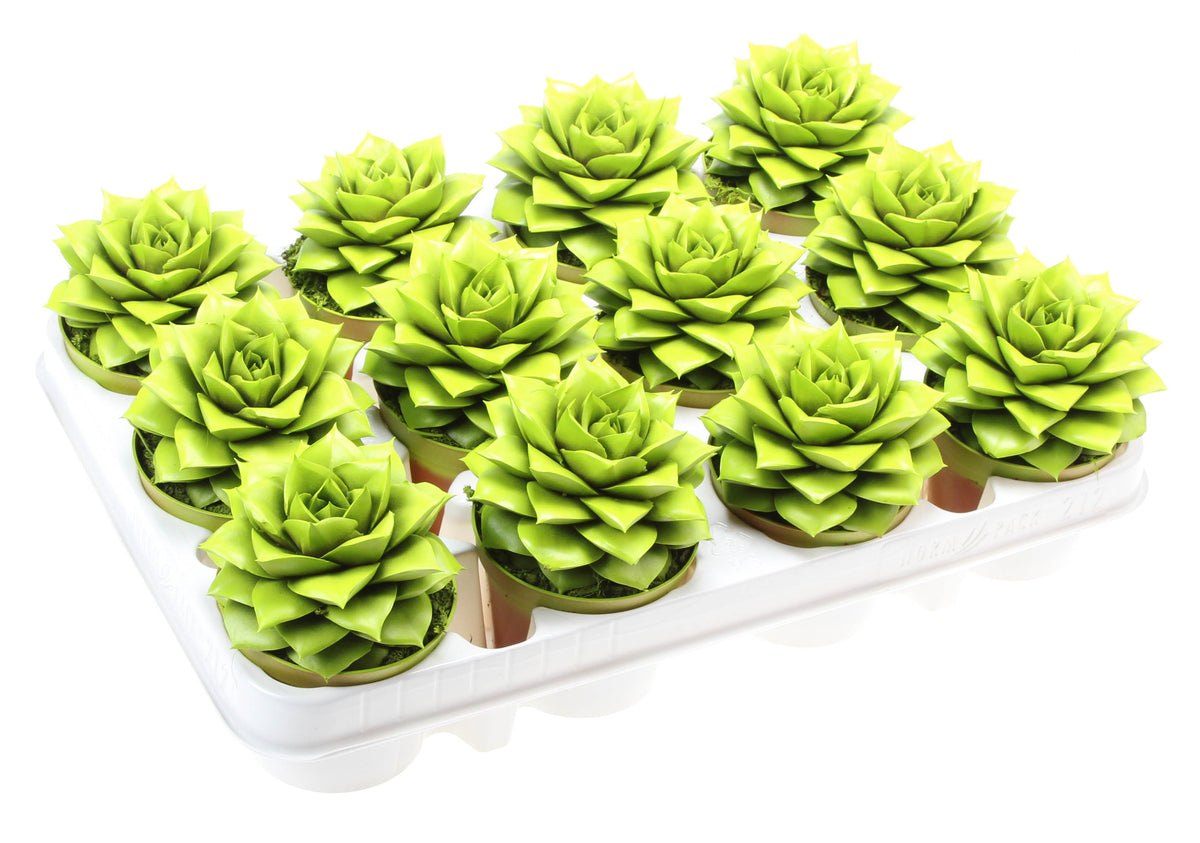 Echeveria Purpusorum 10cm 8.5cm Pot