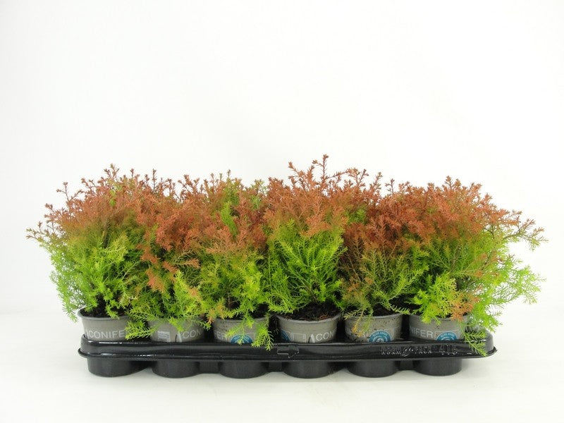 Thuja occidentalis 13cm 9cm Pot