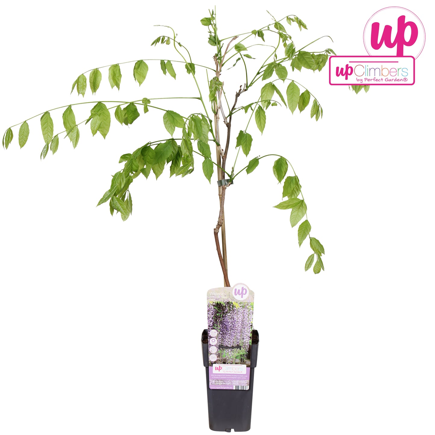 Wisteria floribunda Naga Noda 70cm 15cm Pot