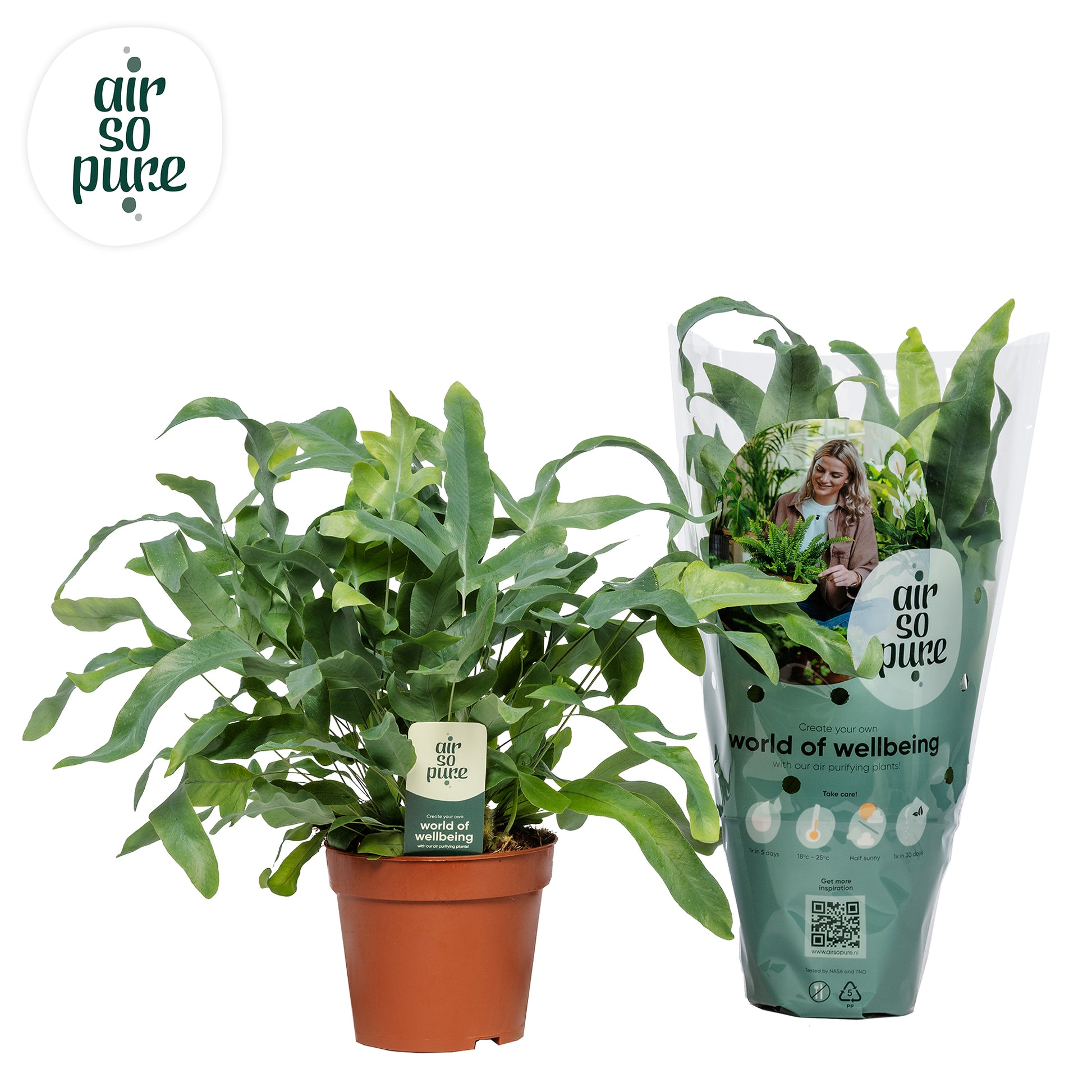 Phlebodium Blue Star 35cm 12cm Pot