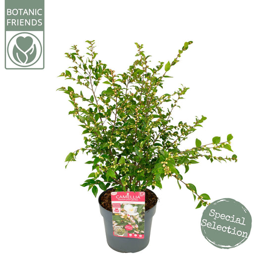 Camellia jap. Beauty Blush 80cm 19cm Pot