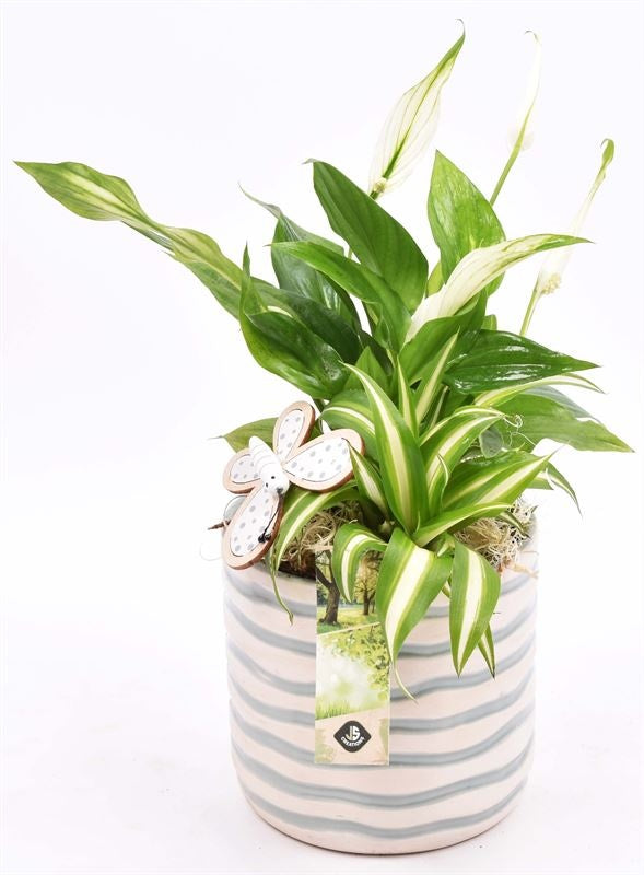 Indoor arrangement 13cm Pot
