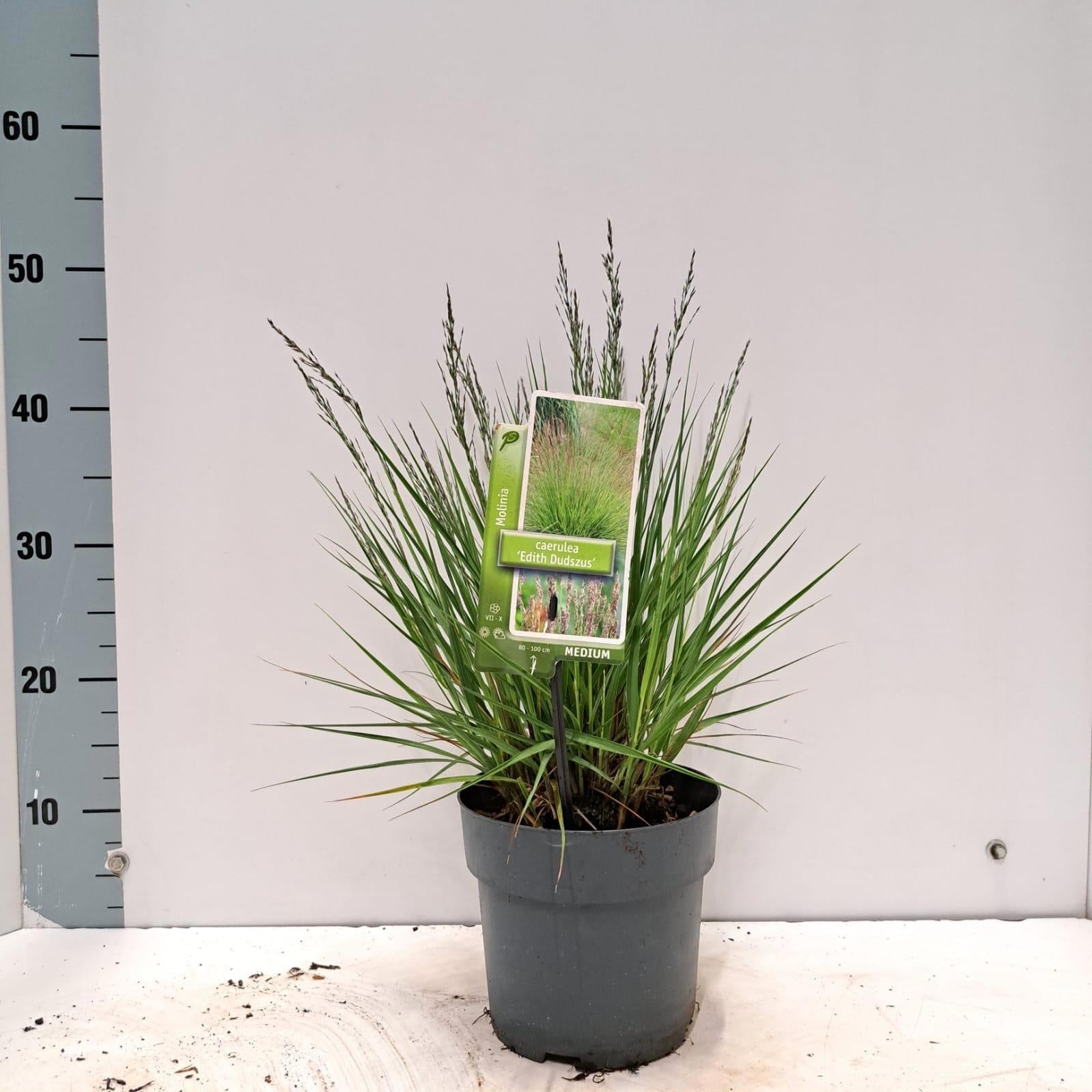 Molinia caerulea mix 45cm 17cm Pot