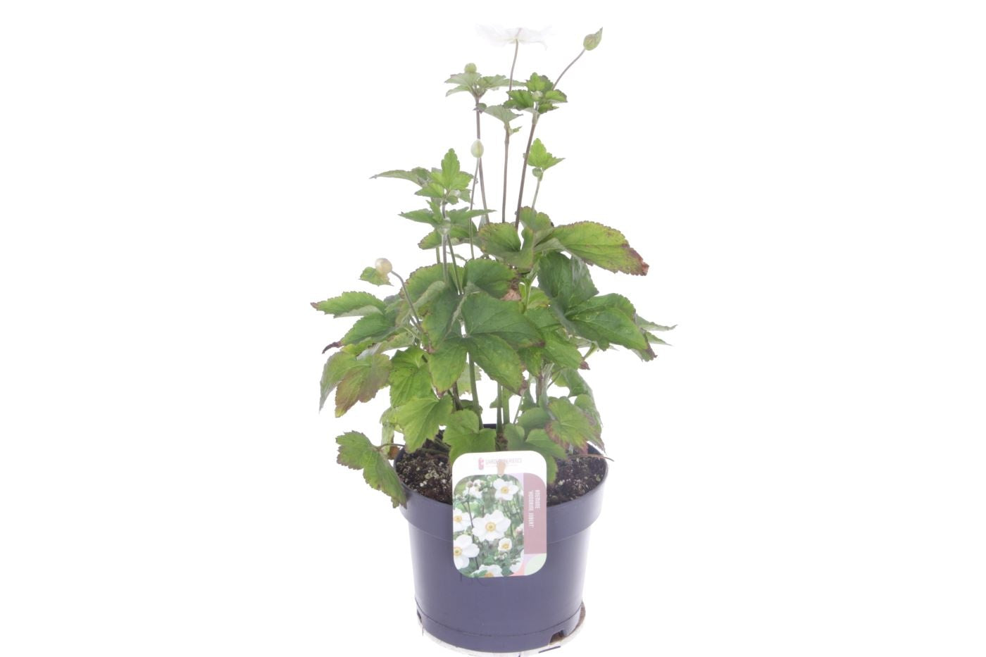 Anemone Japonica hybrids 50cm 17cm Pot