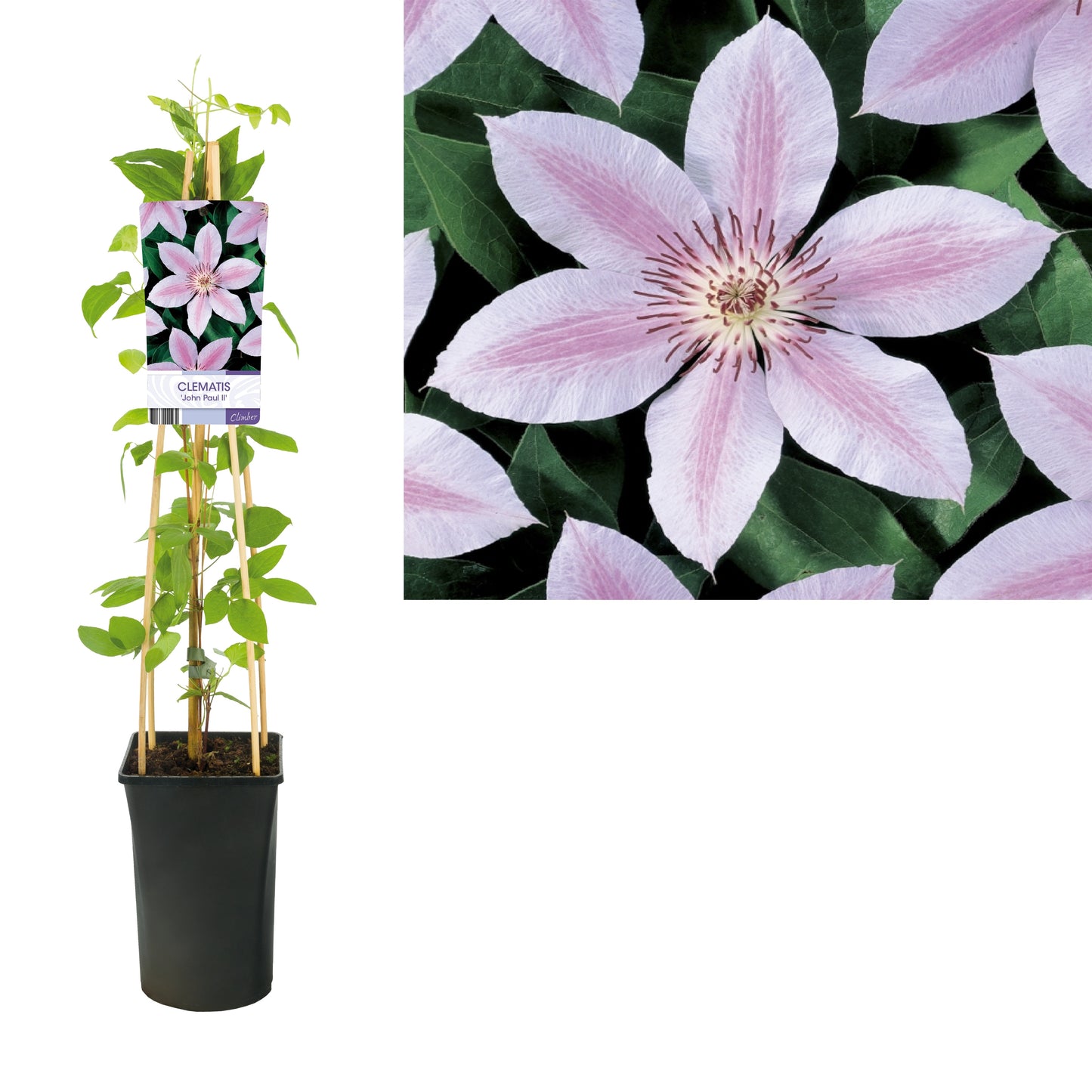 Clematis jac. Jan Pawel II 75cm 17cm Pot