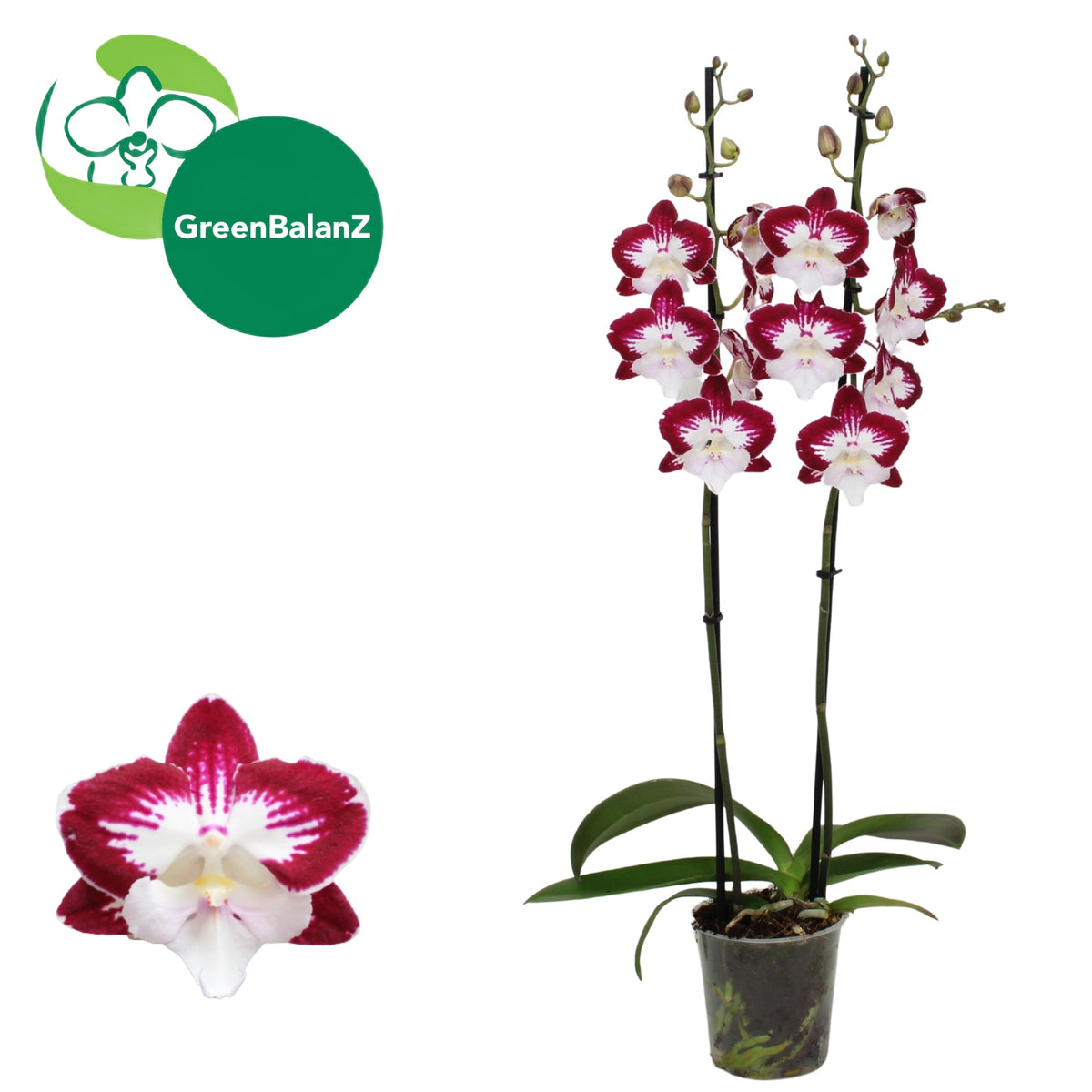 Phalaenopsis Tinkerbell's KizZ 55cm 12cm Pot