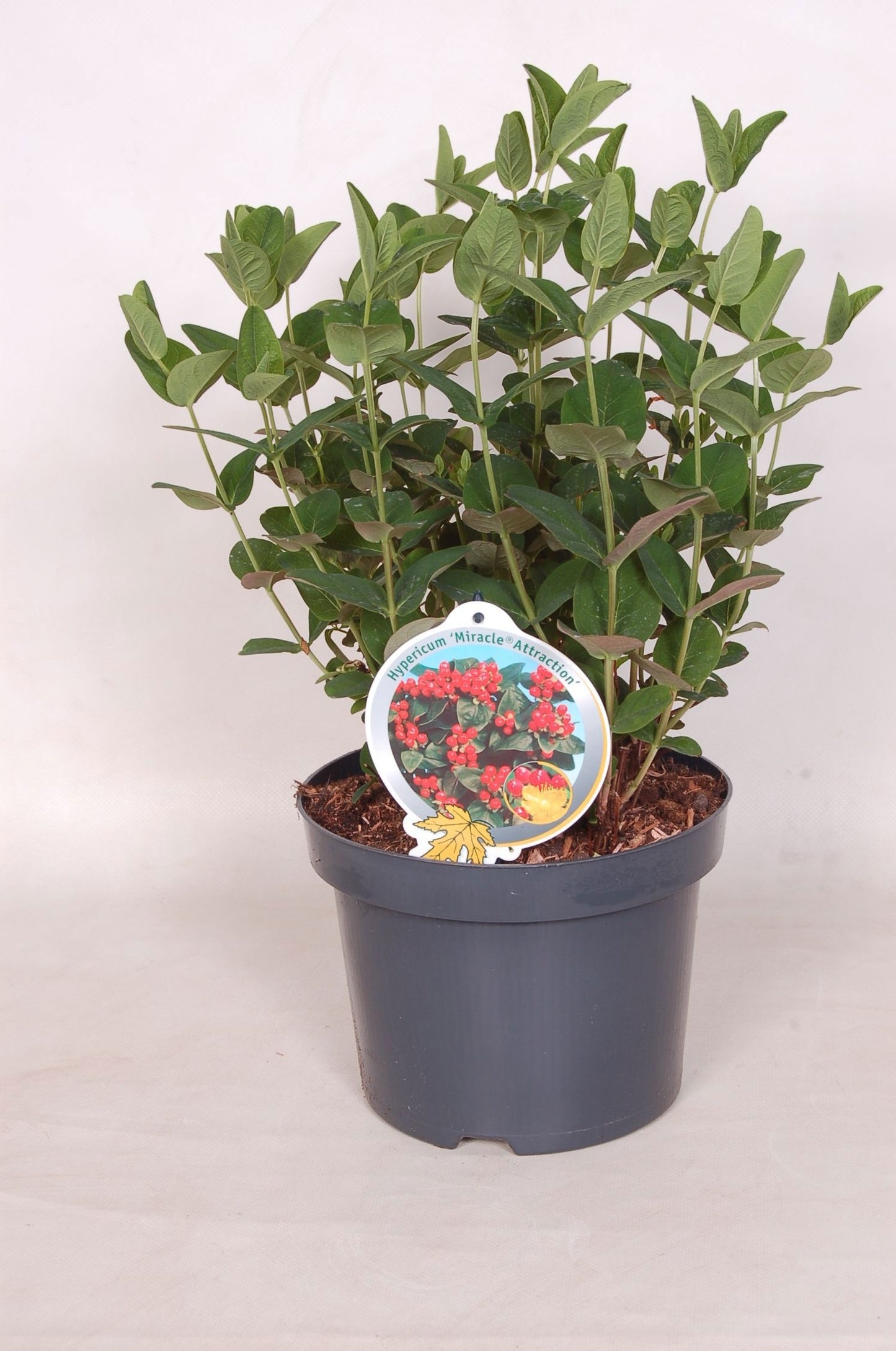 Hypericum Miracle Attraction 50cm 23cm Pot
