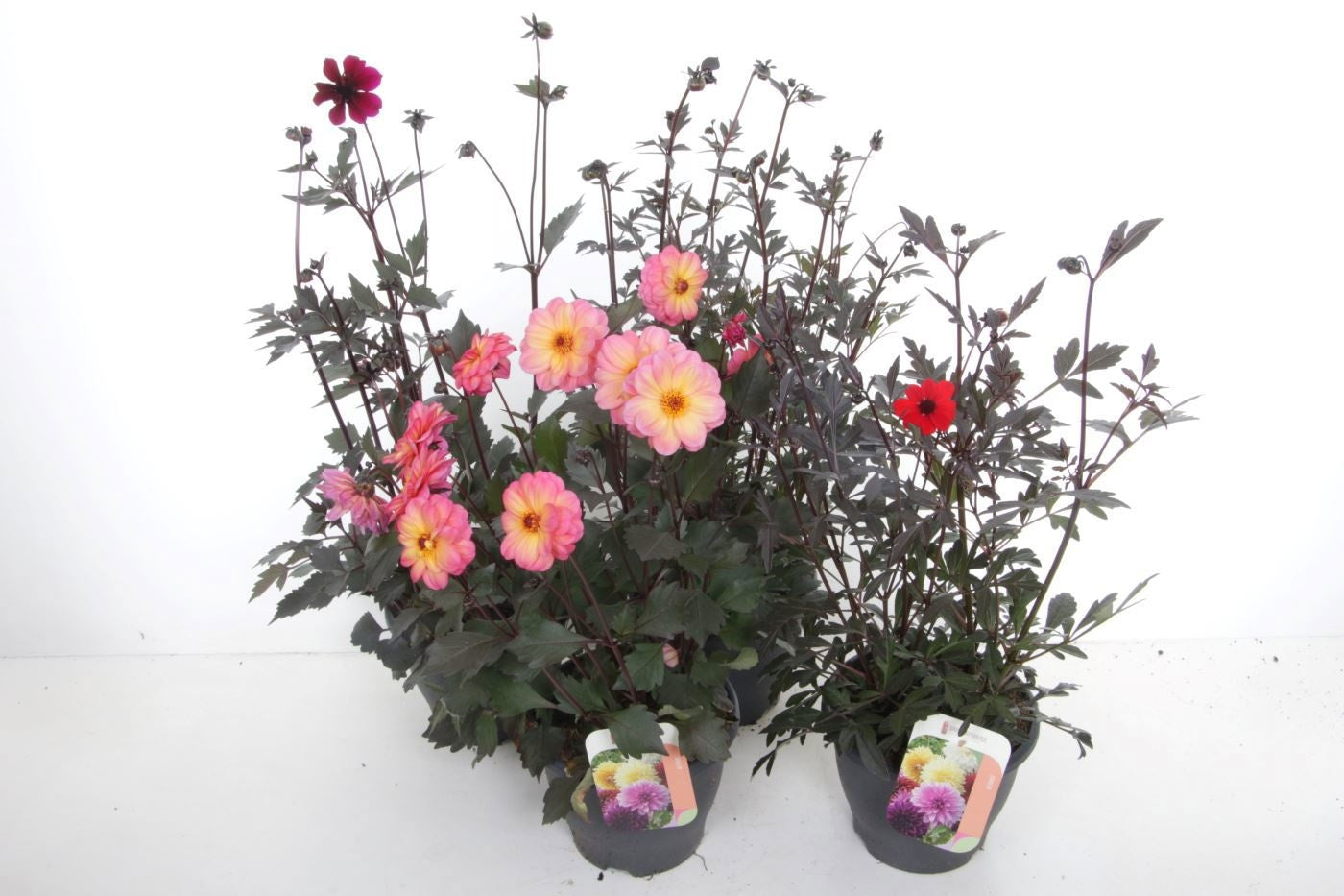 Dahlia Gardenetta Pearl 40cm 23cm Pot
