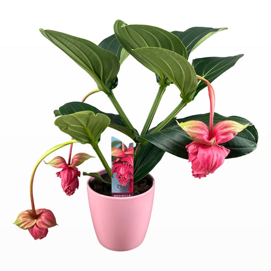 Medinilla Flamenco 65cm 19cm Pot