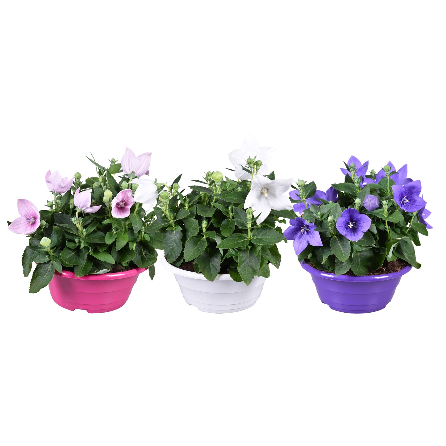 Adrichem Potplanten Platycodon graniflorus mix Pack of 3