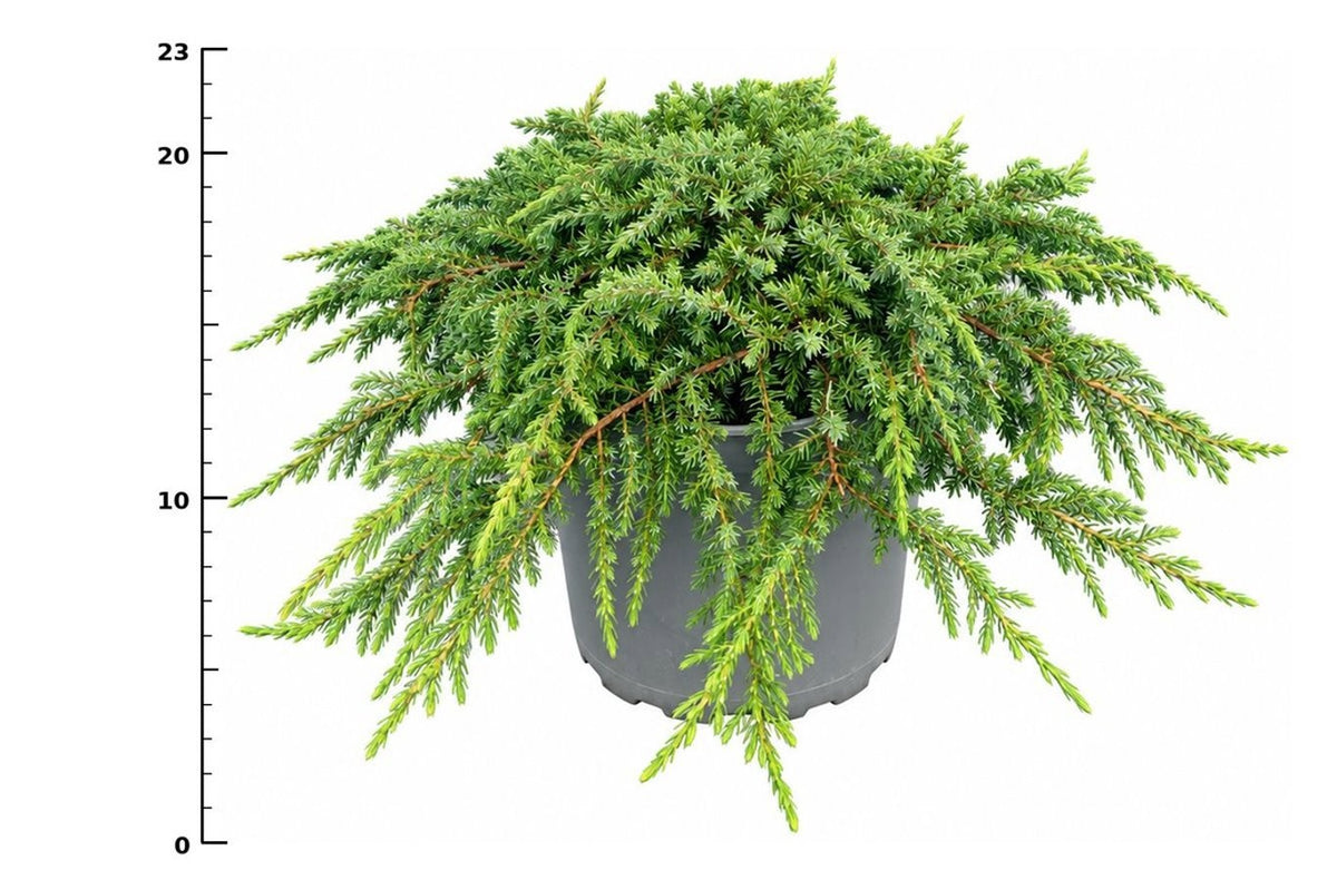 Juniperus Green Carpet 30cm 23cm Pot