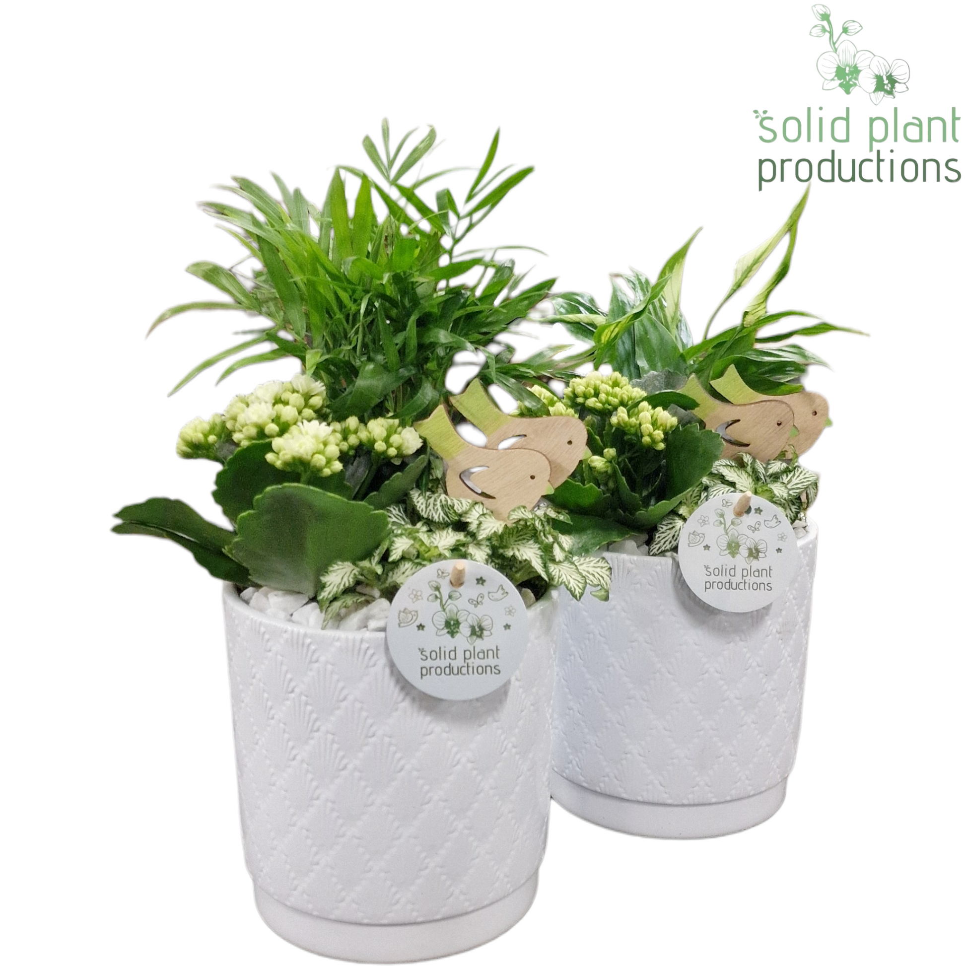 Solid Plant Productions SC001 Amy White Mix Pack of 6