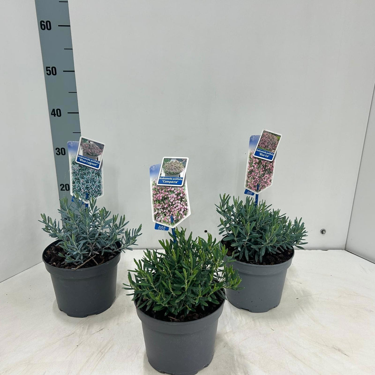Andromeda mix 20cm 17cm Pot