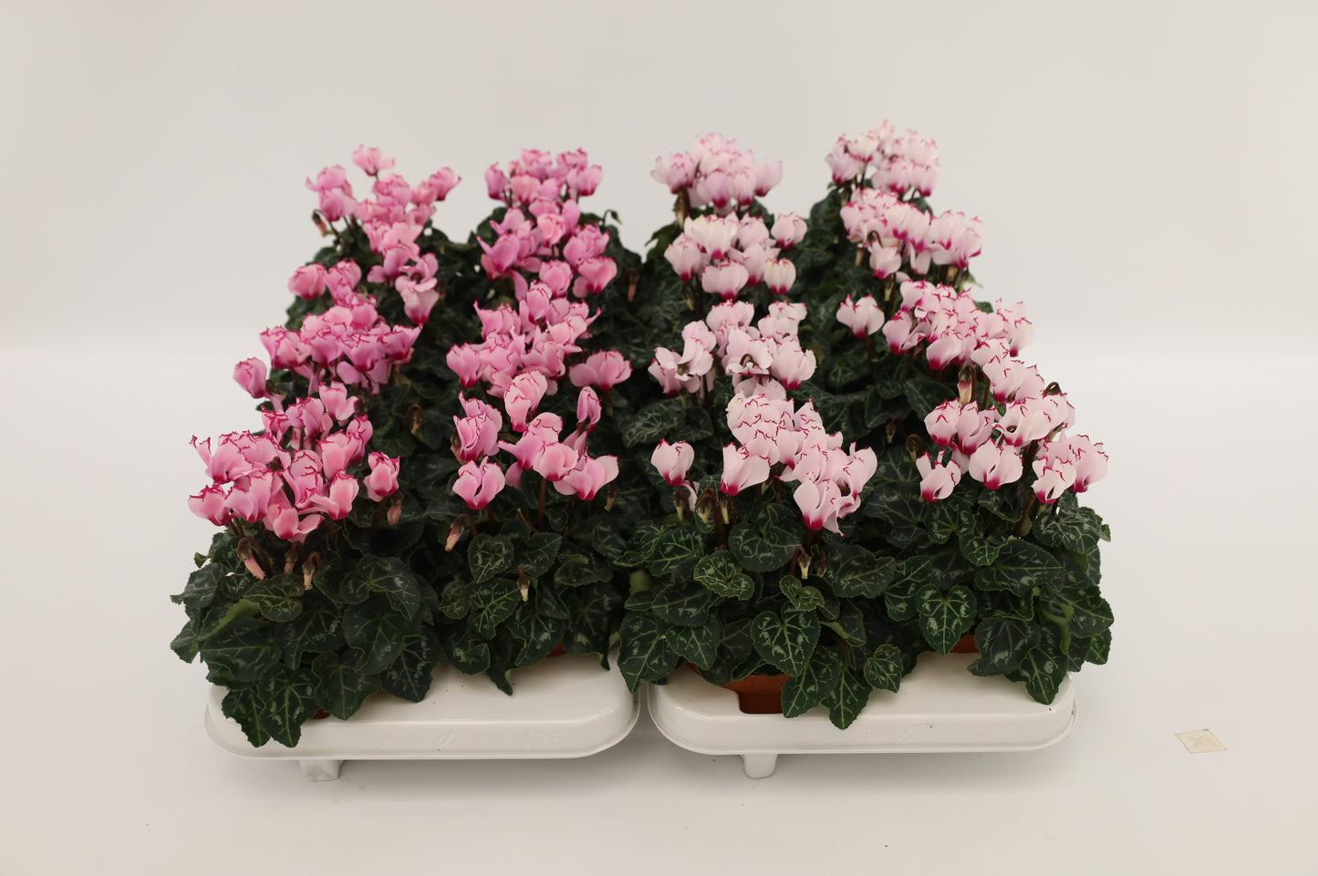 Cyclamen Victoria 17cm 10.5cm Pot
