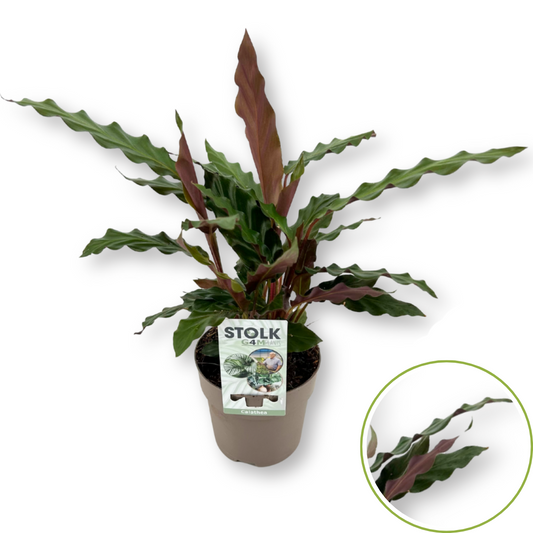 Calathea Rufibarba 30cm 12cm Pot