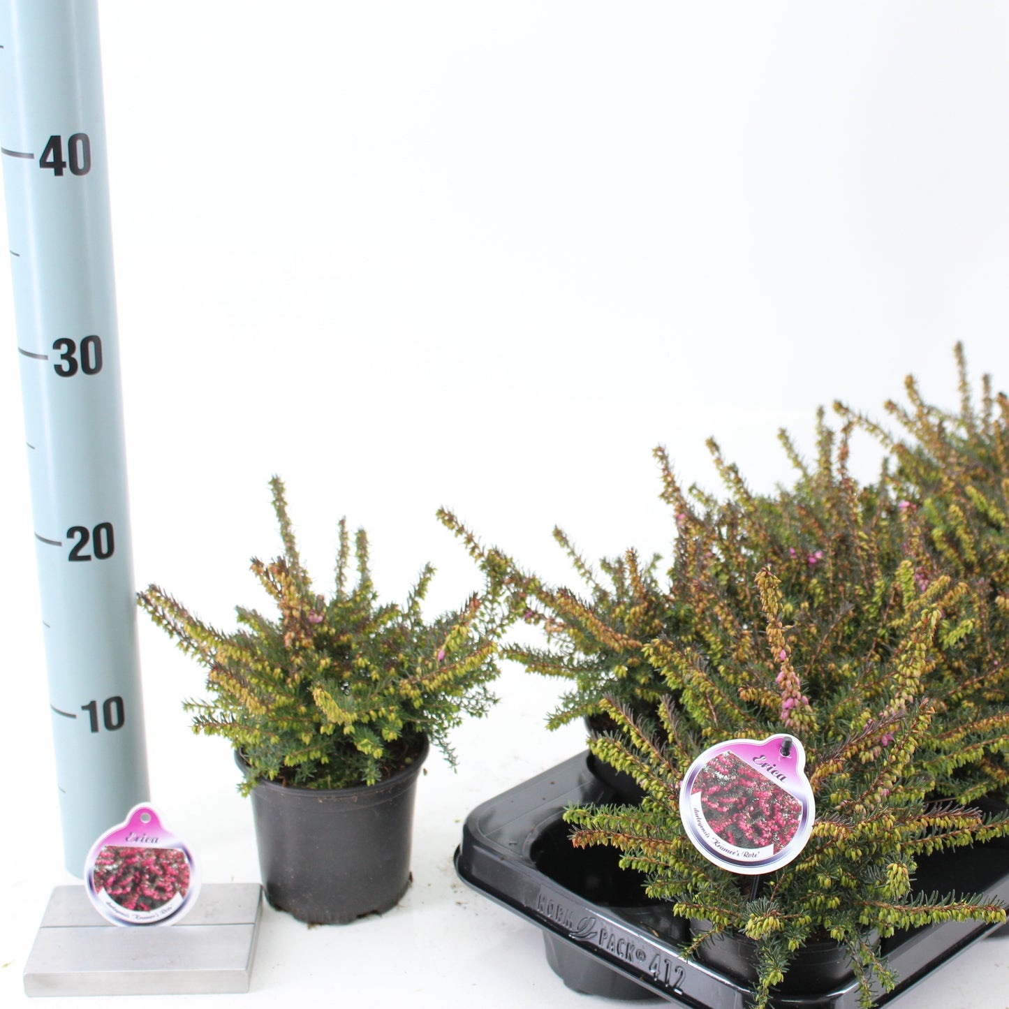 About Plants Zundert BV Erica Kramer's Red Pack of 12