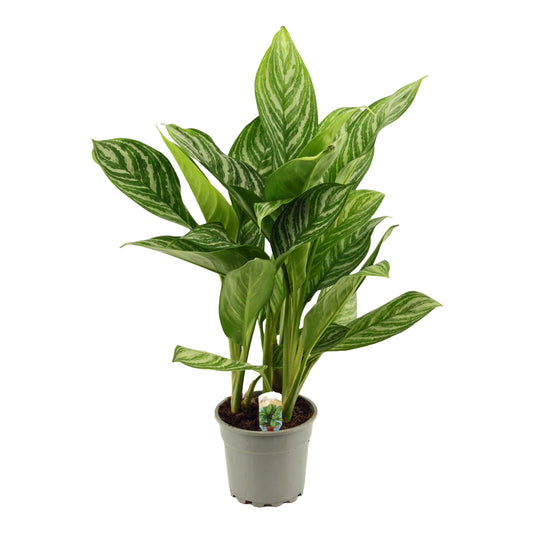 Aglaonema Stripes 55cm 17cm Pot