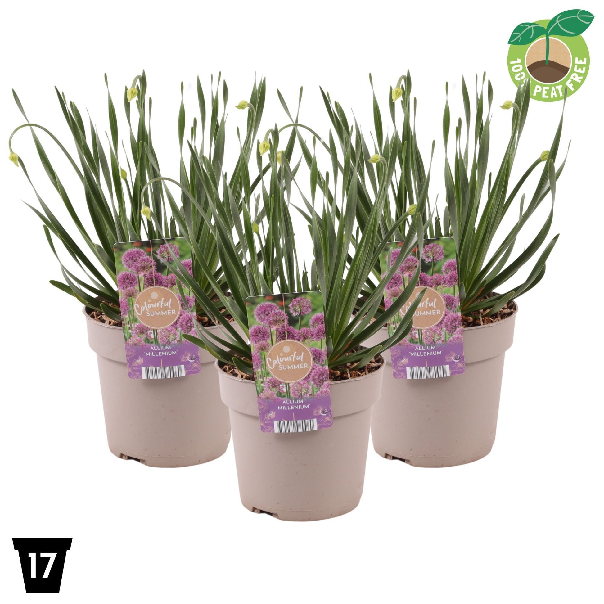 Allium Millennium 35cm 17cm Pot