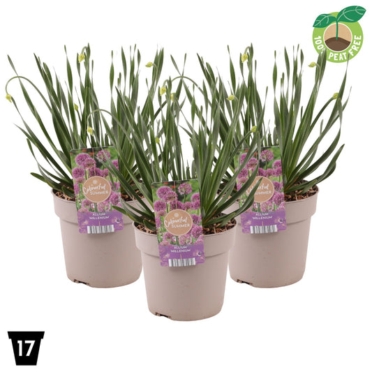 Allium Millennium 35cm 17cm Pot