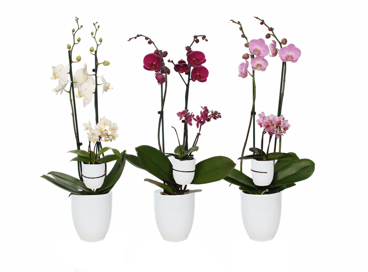 Phalaenopsis mix 60cm 12cm Pot