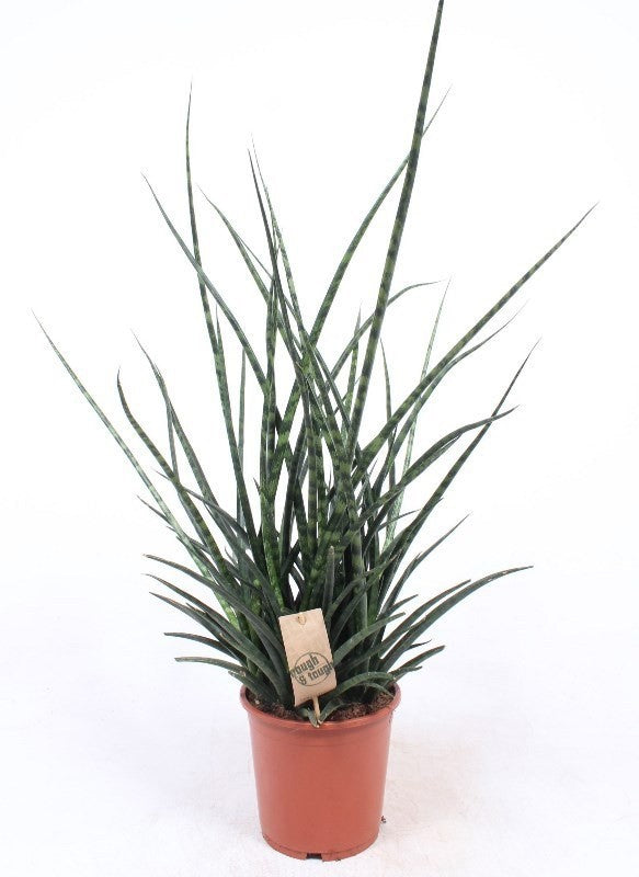 Sansevieria Fernwood 70cm 17cm Pot