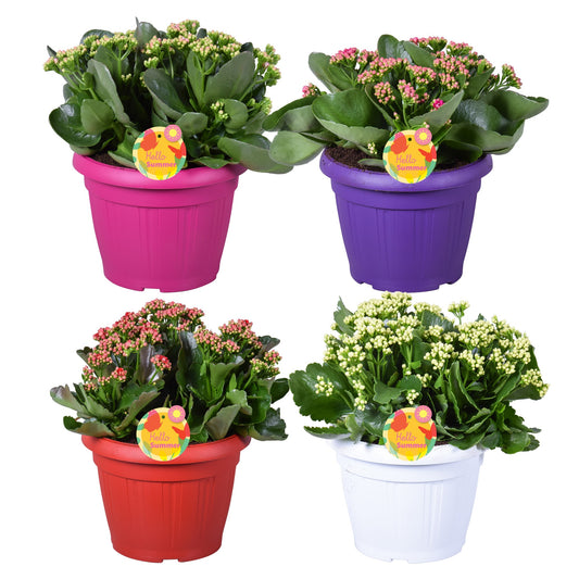 Kalanchoe mix 30cm 22cm Pot