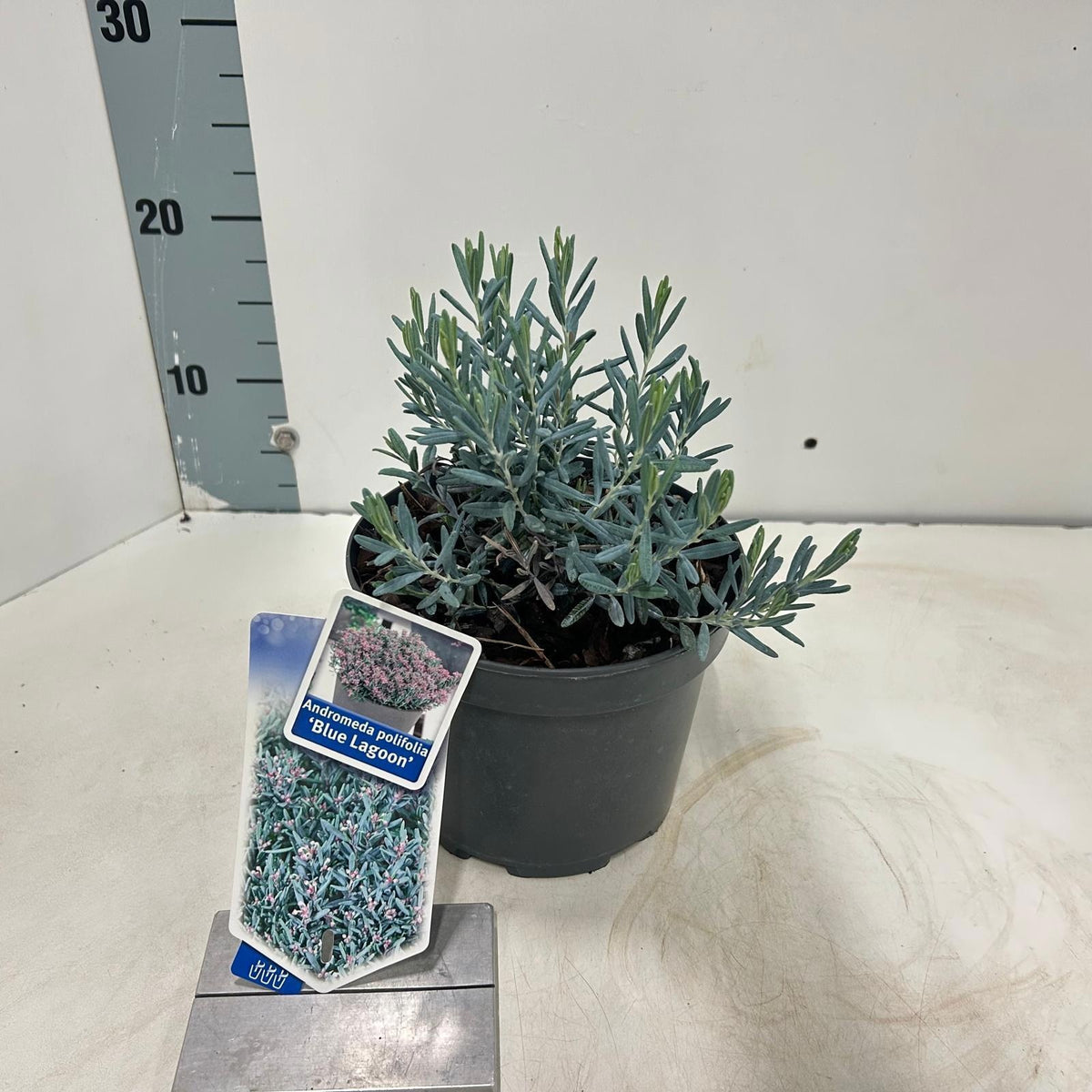 Andromeda Blue Lagoon 20cm 17cm Pot