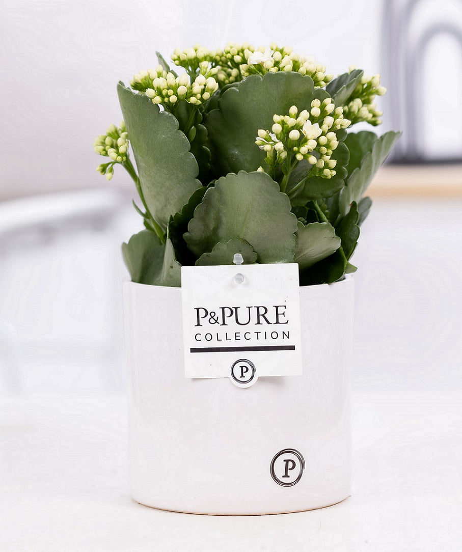 Kalanchoe Rosalina Don Paloma 27cm 12cm Pot