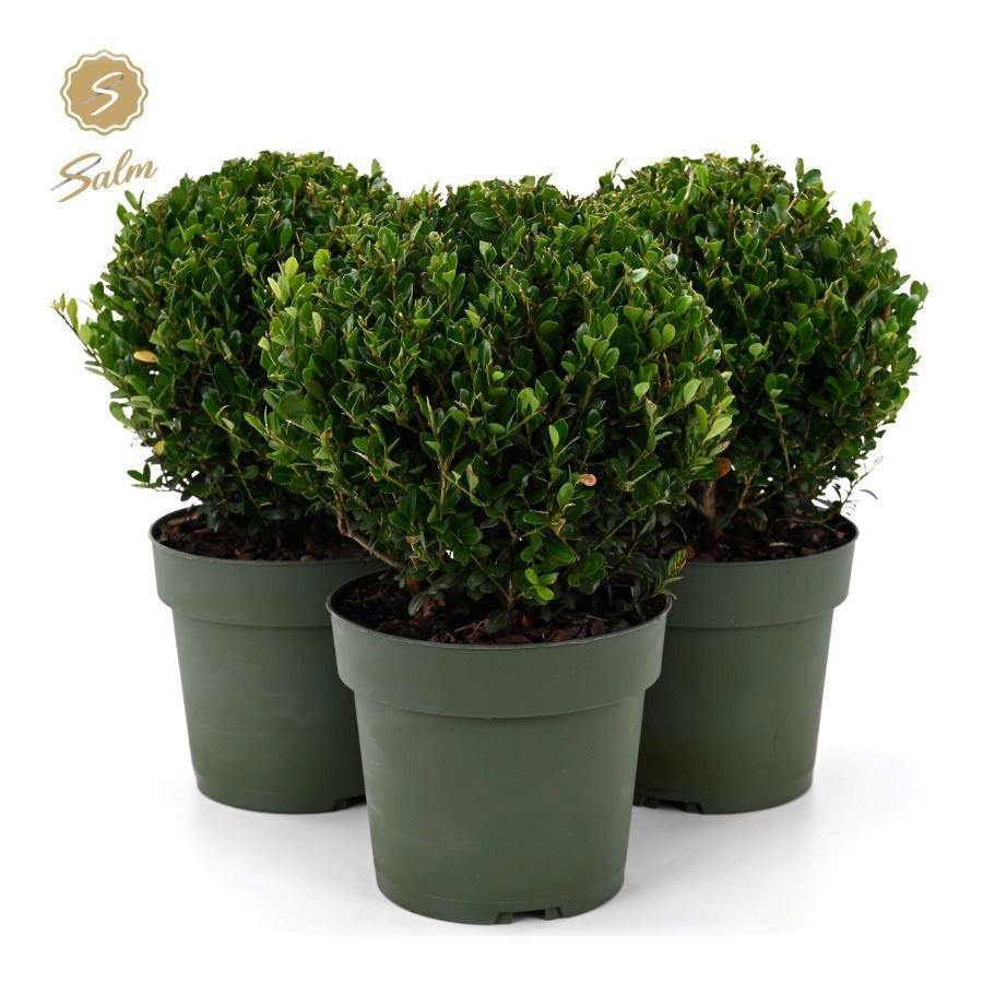 Salm, gebr. van der Ilex crenata Jenny ball Pack of 1