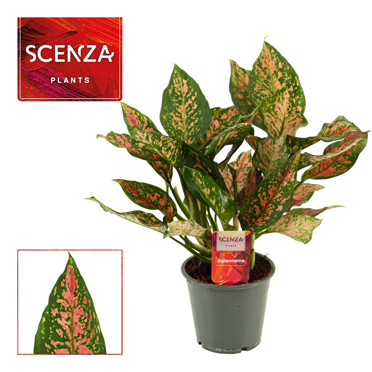 Aglaonema Unyamanee Red 35cm 12cm Pot